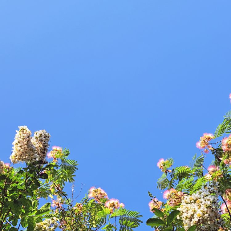 百日紅（さるすべり）と雲一つない青空